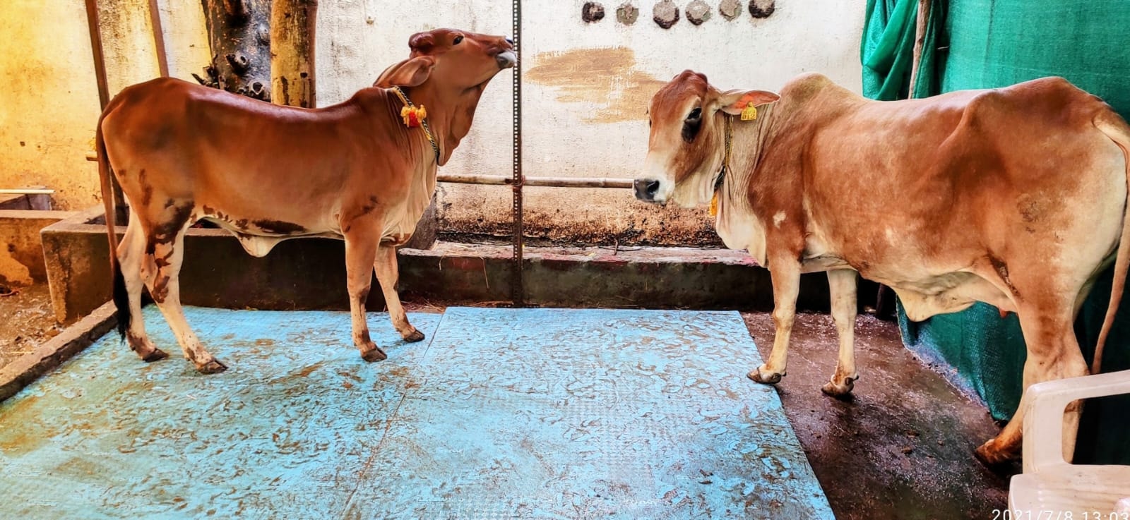 Gir cows grazing on open pasture at MiVanchari Ecofarms